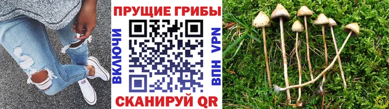 наркота Вилючинск Галлюциногенные грибы прущие грибы